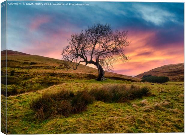 The Frandy Tree, Glendevon, Perthshire Canvas Print by Navin Mistry