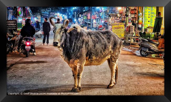 A cow walking down the street in Rishikesh, India Framed Print by Geoff Beattie