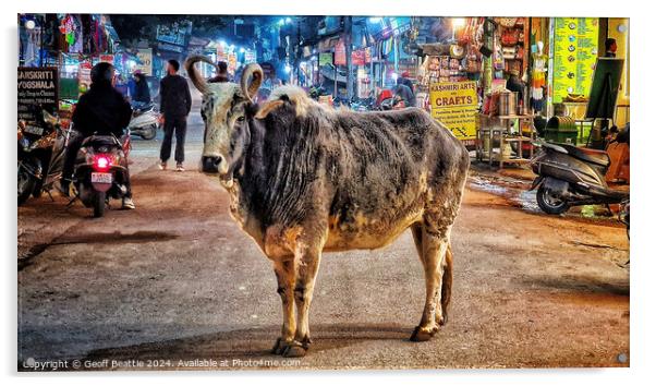 A cow walking down the street in Rishikesh, India Acrylic by Geoff Beattie