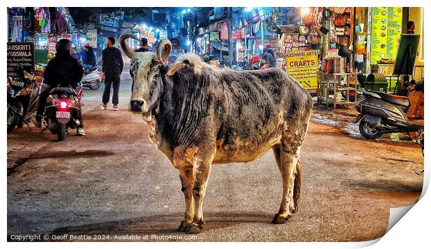 A cow walking down the street in Rishikesh, India Print by Geoff Beattie