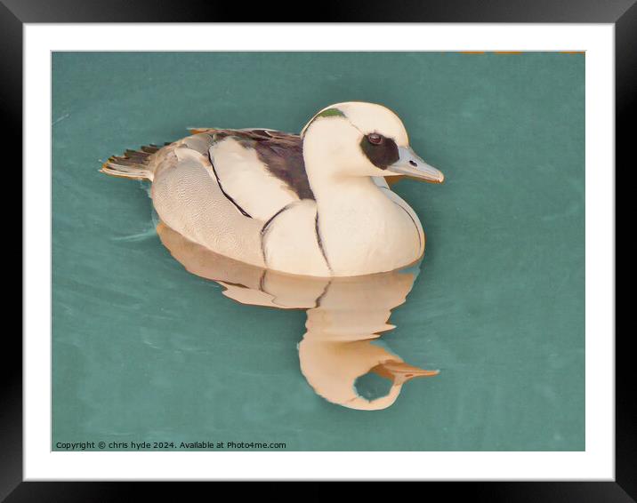 Smew Duck Paddling Close up  Framed Mounted Print by chris hyde