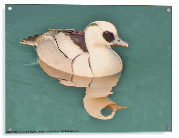 Smew Duck Paddling Close up  Acrylic by chris hyde