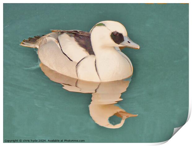Smew Duck Paddling Close up  Print by chris hyde