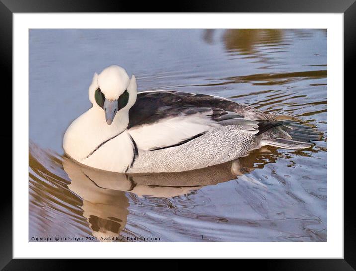 Smew Duck Paddling Framed Mounted Print by chris hyde