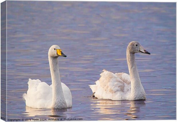 pair of whooper swans swimmming Canvas Print by chris hyde