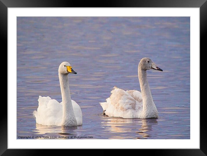 pair of whooper swans swimmming Framed Mounted Print by chris hyde