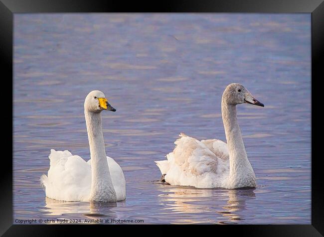 pair of whooper swans swimmming Framed Print by chris hyde