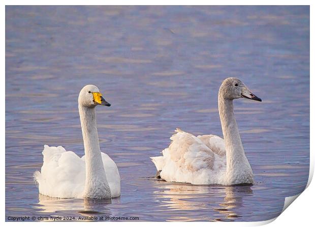 pair of whooper swans swimmming Print by chris hyde