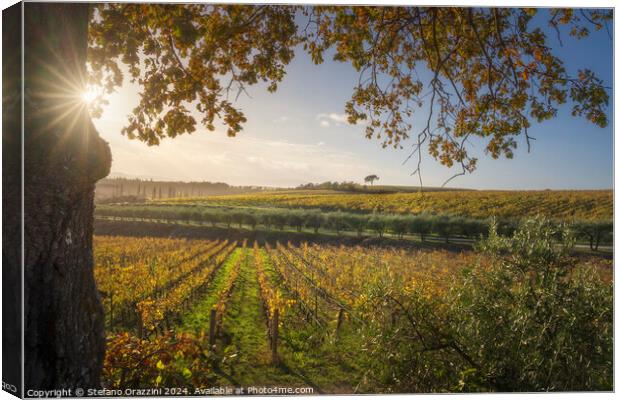 Tree and vineyards, autumn landscape in Chianti region at sunset Canvas Print by Stefano Orazzini
