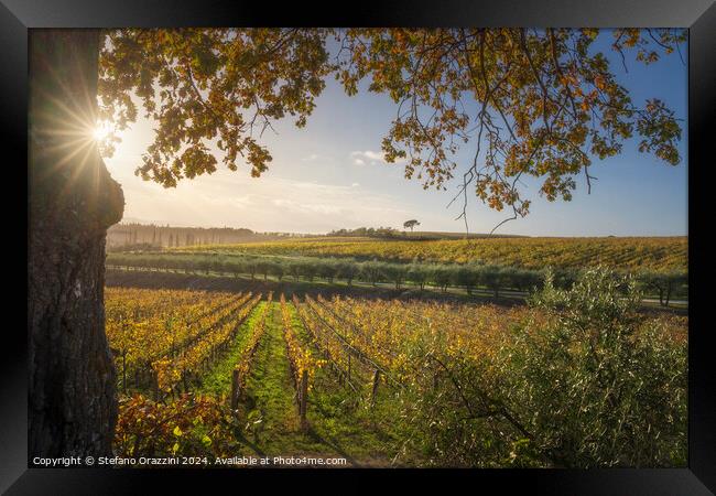 Tree and vineyards, autumn landscape in Chianti region at sunset Framed Print by Stefano Orazzini