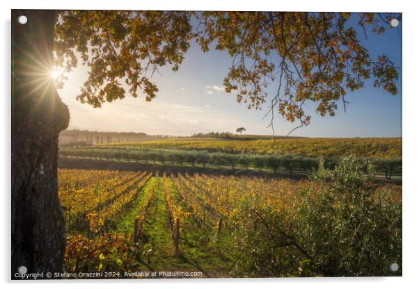 Tree and vineyards, autumn landscape in Chianti region at sunset Acrylic by Stefano Orazzini