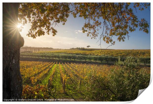 Tree and vineyards, autumn landscape in Chianti region at sunset Print by Stefano Orazzini