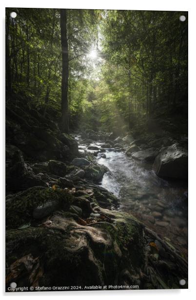 Stream in Acquerino nature reserve forest. Tuscany region, Italy Acrylic by Stefano Orazzini