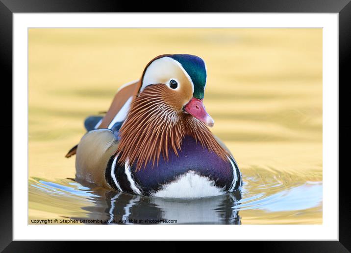 Mandarin Duck Framed Mounted Print by Stephen Bascombe