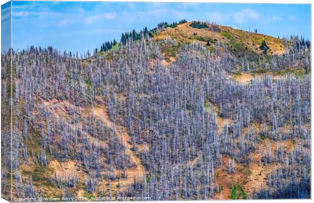 Dead Trees Wildfire Aftermath Crystal Mountain Washington Canvas Print by William Perry