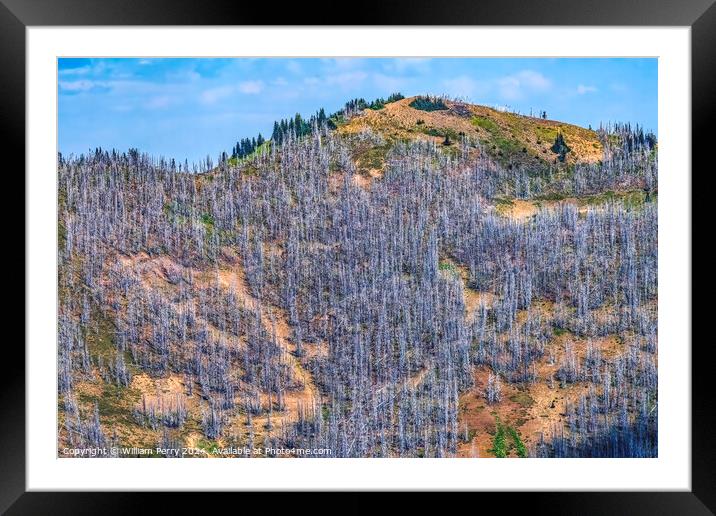 Dead Trees Wildfire Aftermath Crystal Mountain Washington Framed Mounted Print by William Perry