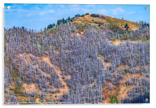 Dead Trees Wildfire Aftermath Crystal Mountain Washington Acrylic by William Perry