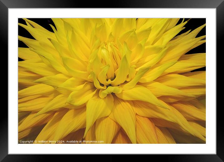 Yellow Giant AC Jeri Dahlia Flower Bellevue Washington Framed Mounted Print by William Perry