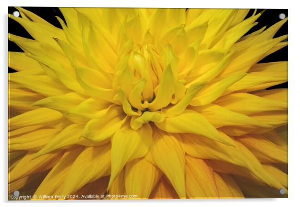 Yellow Giant AC Jeri Dahlia Flower Bellevue Washington Acrylic by William Perry