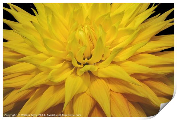 Yellow Giant AC Jeri Dahlia Flower Bellevue Washington Print by William Perry