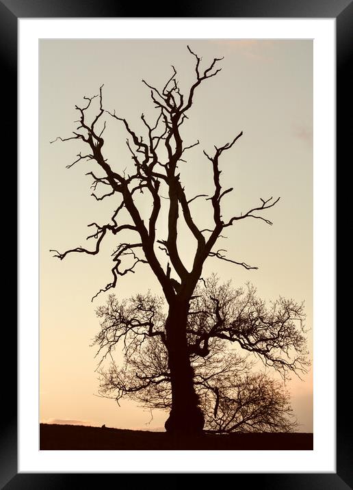 Plant tree Framed Mounted Print by Simon Johnson