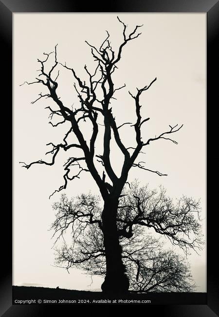 Plant tree Framed Print by Simon Johnson