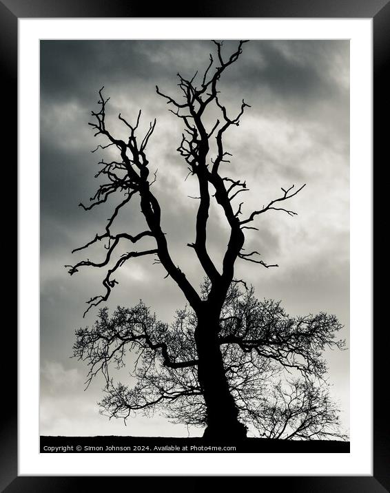 Plant tree Framed Mounted Print by Simon Johnson