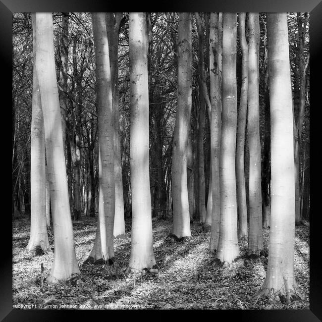 Sunlit woodland in monochrome  Framed Print by Simon Johnson