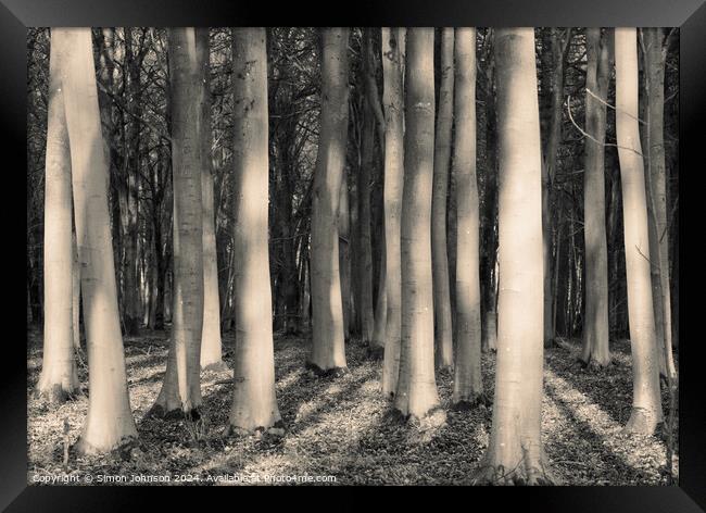 Sunlit woodland in monochrome  Framed Print by Simon Johnson