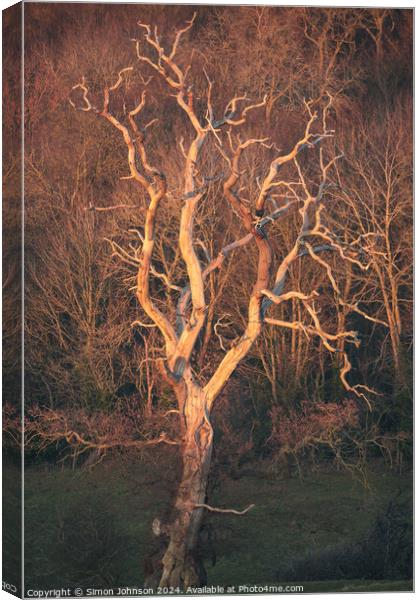 Lightning tree sunlit  Canvas Print by Simon Johnson