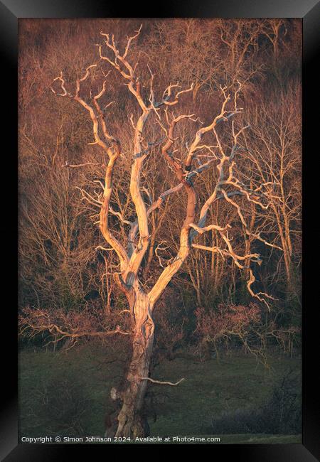 Lightning tree sunlit  Framed Print by Simon Johnson