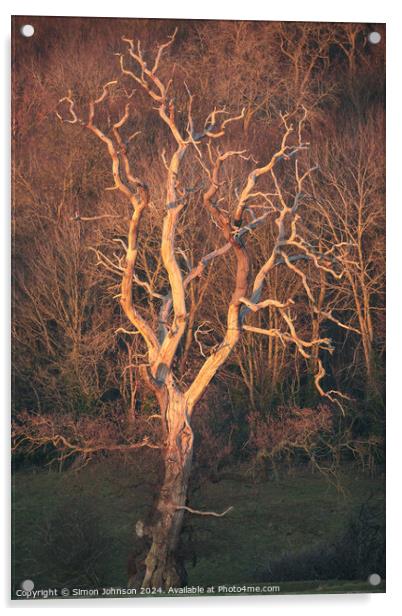 Lightning tree sunlit  Acrylic by Simon Johnson