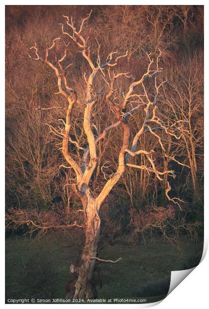 Lightning tree sunlit  Print by Simon Johnson