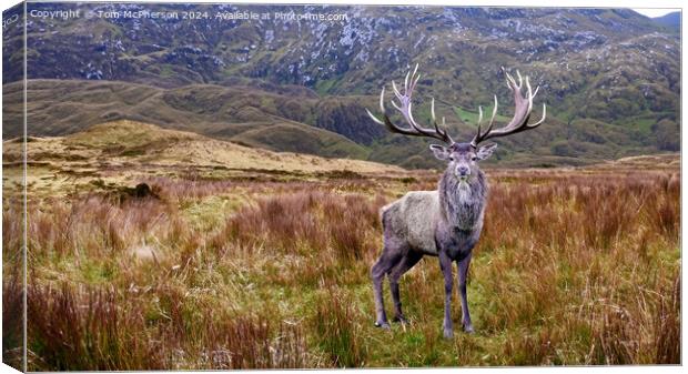 Monarch of the Glen Canvas Print by Tom McPherson