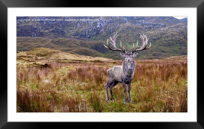 Monarch of the Glen Framed Mounted Print by Tom McPherson