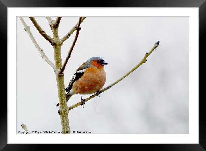 Chaffinch Framed Mounted Print by Bryan 4Pics