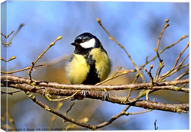 Great Tit in Tree Canvas Print by Bryan 4Pics