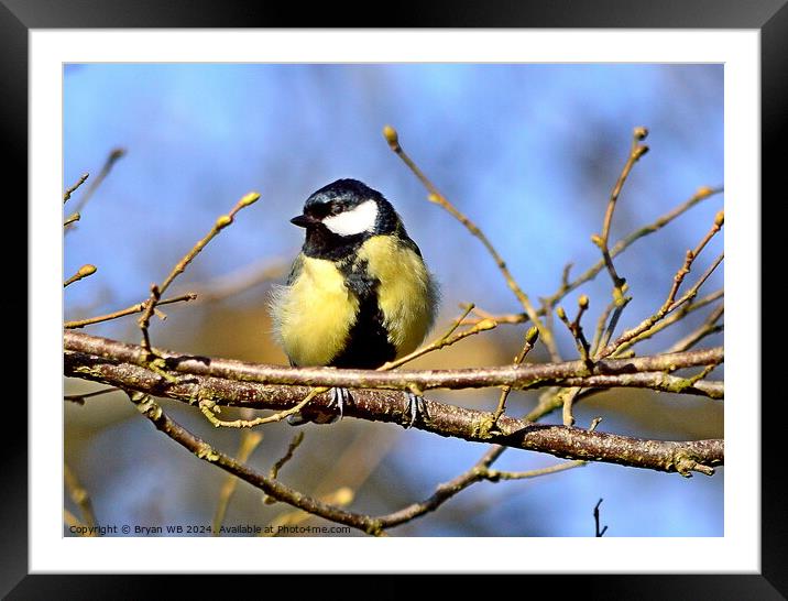 Great Tit in Tree Framed Mounted Print by Bryan 4Pics