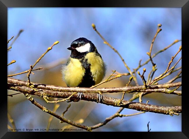 Great Tit in Tree Framed Print by Bryan 4Pics
