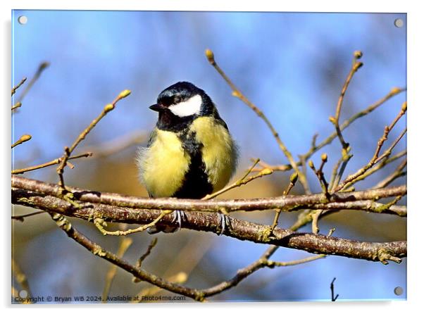 Great Tit in Tree Acrylic by Bryan 4Pics
