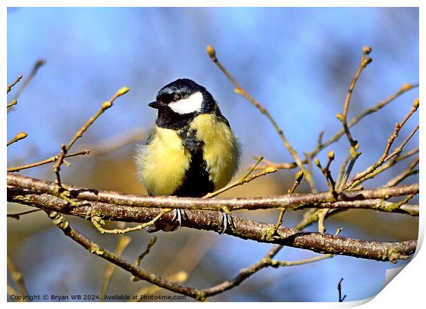 Great Tit in Tree Print by Bryan 4Pics
