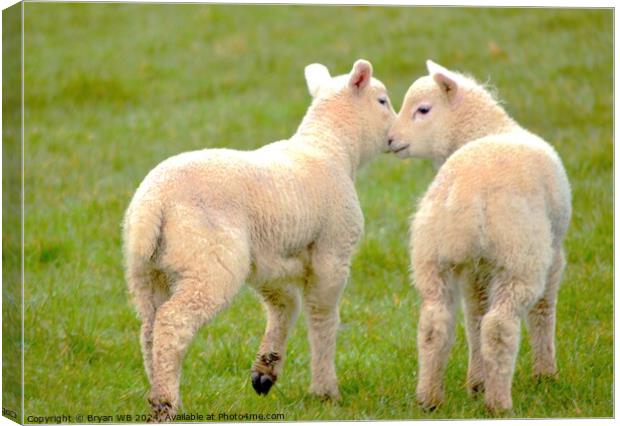 Pair of Spring Lambs Canvas Print by Bryan 4Pics
