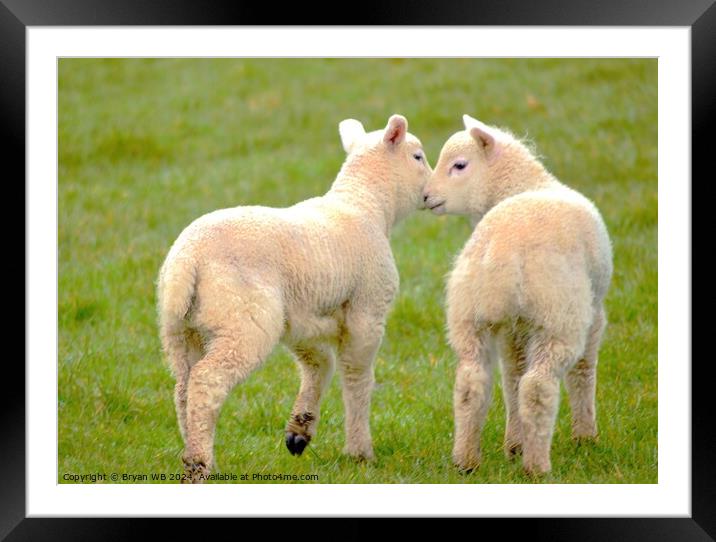 Pair of Spring Lambs Framed Mounted Print by Bryan 4Pics