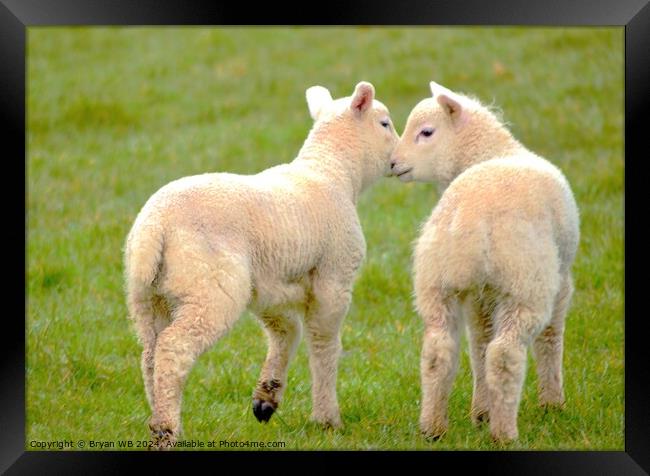 Pair of Spring Lambs Framed Print by Bryan 4Pics