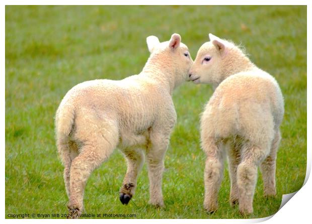 Pair of Spring Lambs Print by Bryan 4Pics