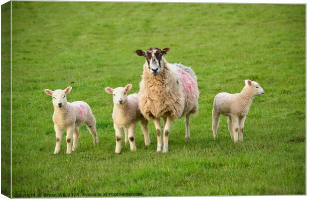 Sheep with three Lambs Canvas Print by Bryan 4Pics