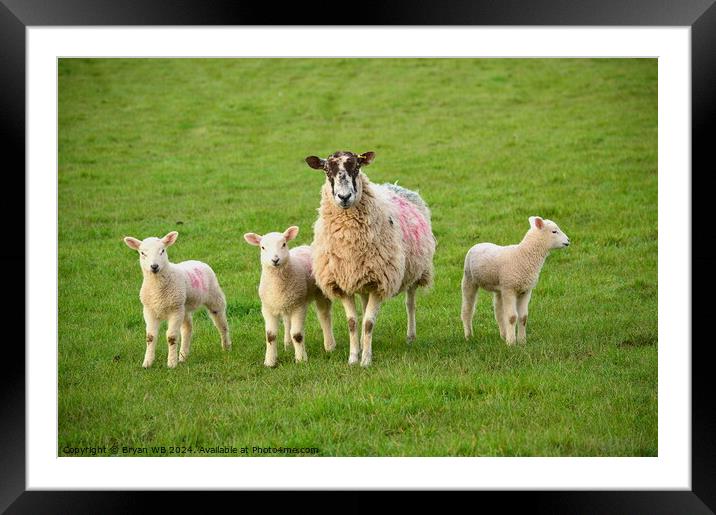 Sheep with three Lambs Framed Mounted Print by Bryan 4Pics