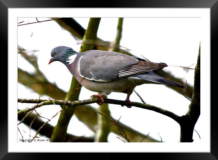 Wood Pigeon Framed Mounted Print by Bryan 4Pics