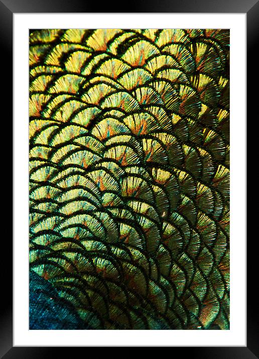 Peacock Feather Abstract Framed Mounted Print by Karl Thompson