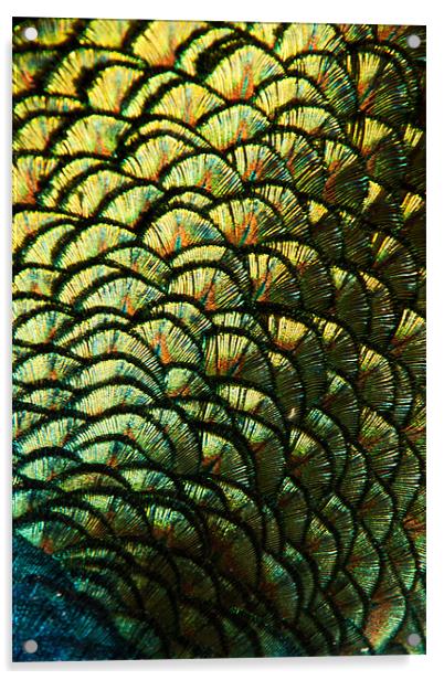 Peacock Feather Abstract Acrylic by Karl Thompson